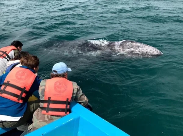 Wine & Whales. Great tour of the Baja