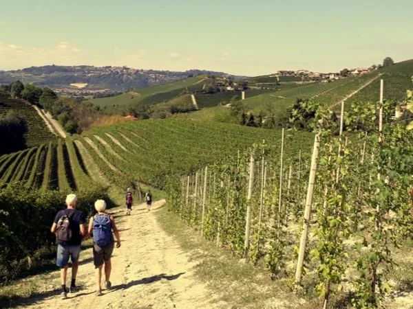 Wine paths