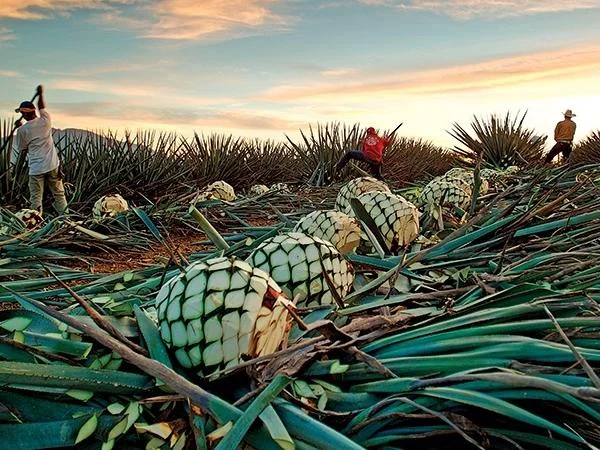 Private Tequila Tour and Mazatlan Highligths