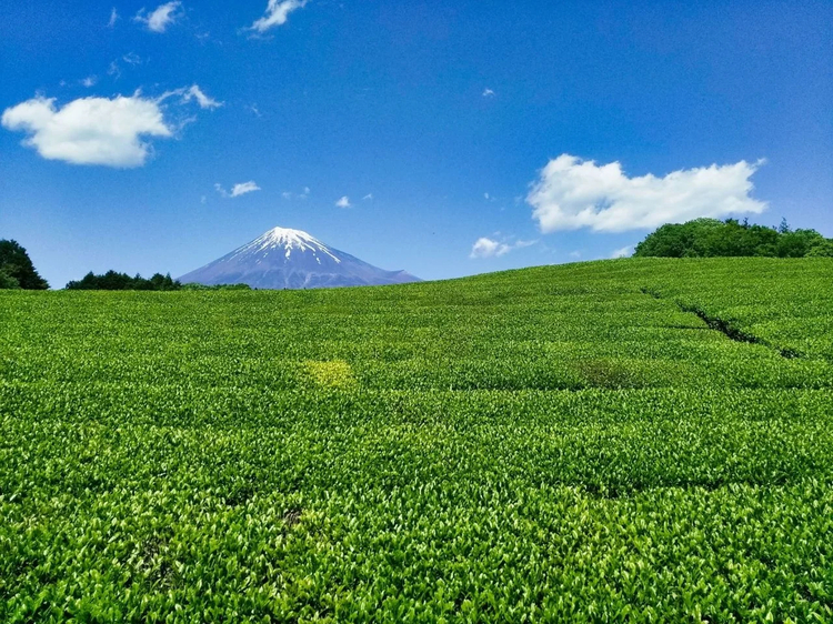 Cover media image