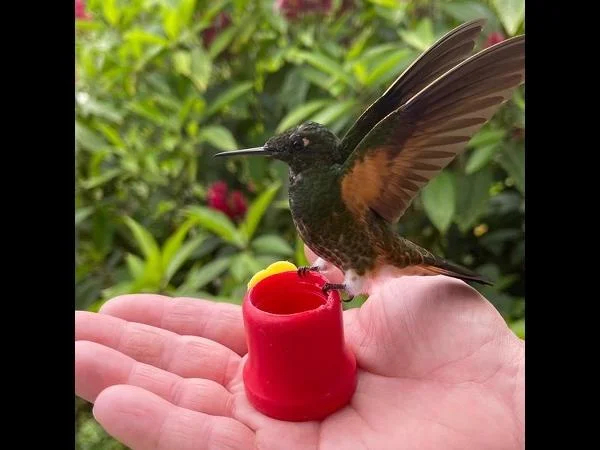 Middle of the World + Pululahua crater + hummingbirds