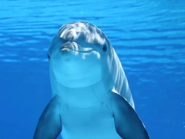 Private Mnemba Island Dolphin And Snorkelling Trip With Lunch