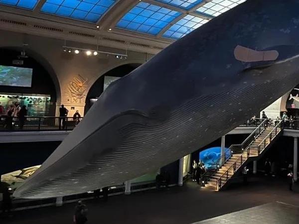 Highlights of the American Museum of Natural History, including planetarium!