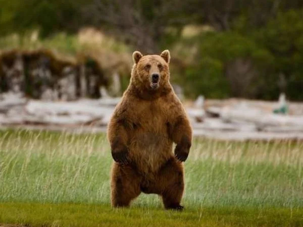 Slovenian forest and bear specialities full day tour from Ljubljana