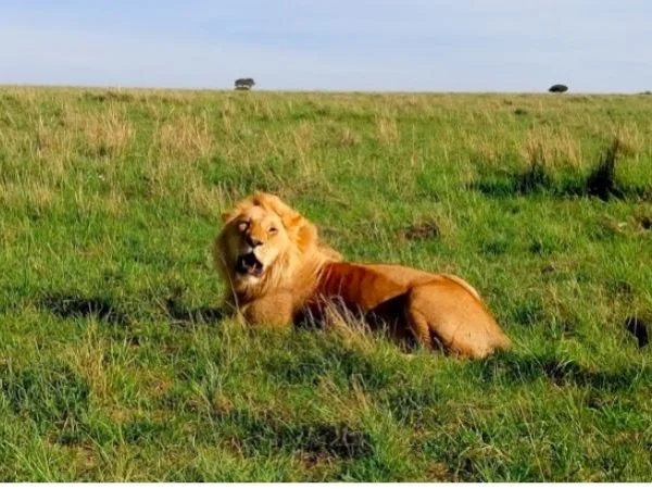 Meru National Park Private Safari