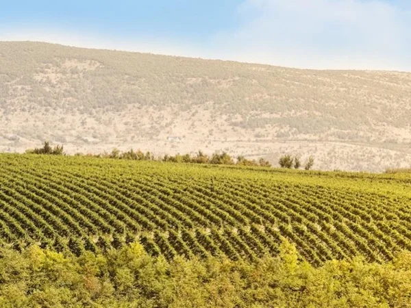 Kosovo Wine Tasting Express Tour