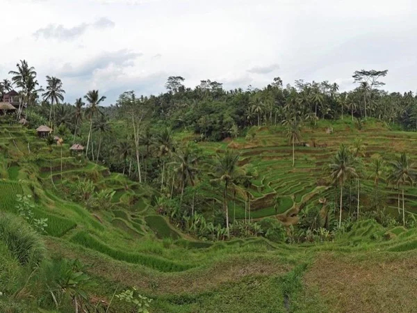 Ubud Private Tour
