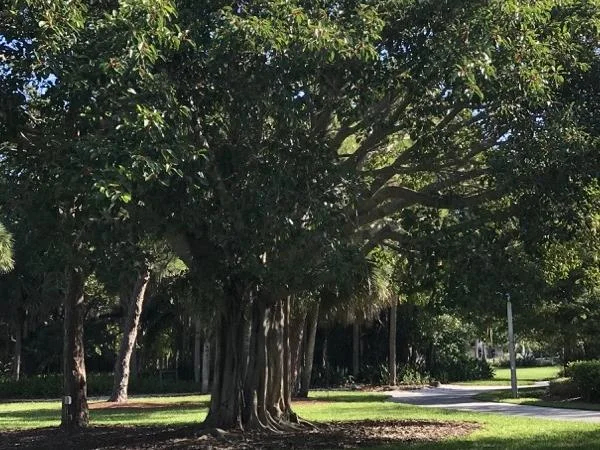 Ringling Museum Estate Grounds And Gardens Walking Tour