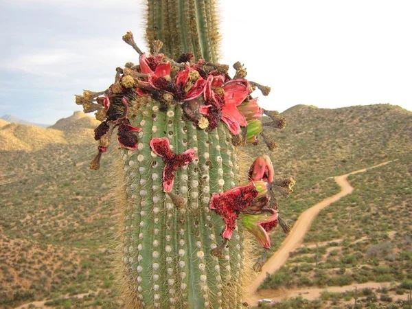 Superstition Mountain Hiking Tour