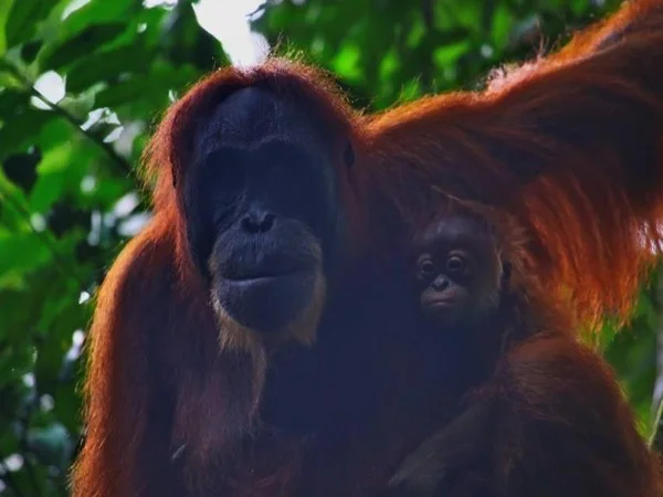 Orangutan tour and river tubing