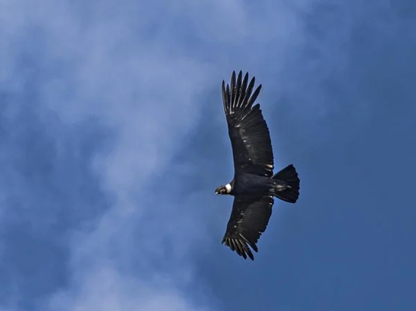 Antisana Volcano Birding & Natural History Andean Condor Tour