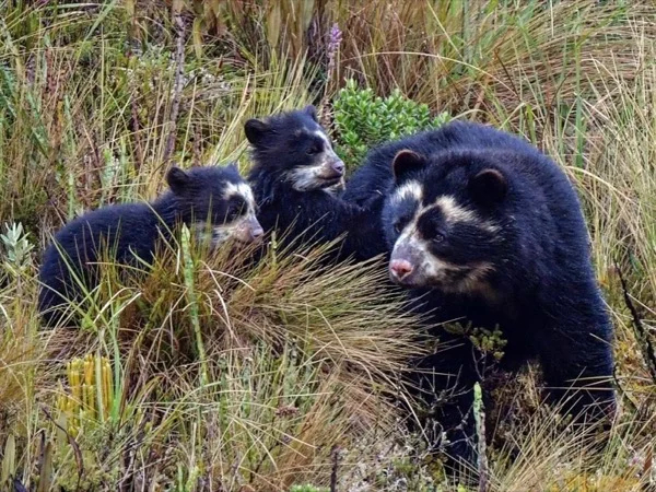 Birds and mammals of the Andes