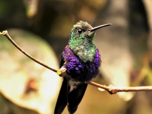 Birdwatching Close to Cali, The City of Birds - 2 Days Private Tour