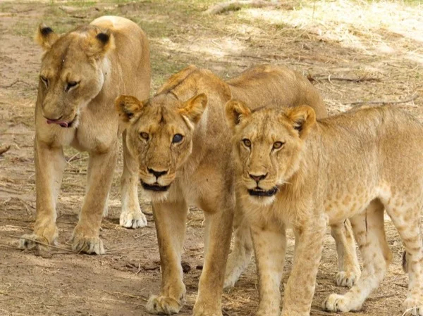 Ngorongoro Crater Safari