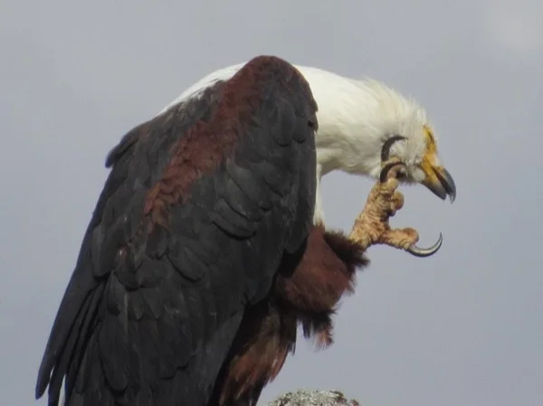 Tarangire Private Day Trip