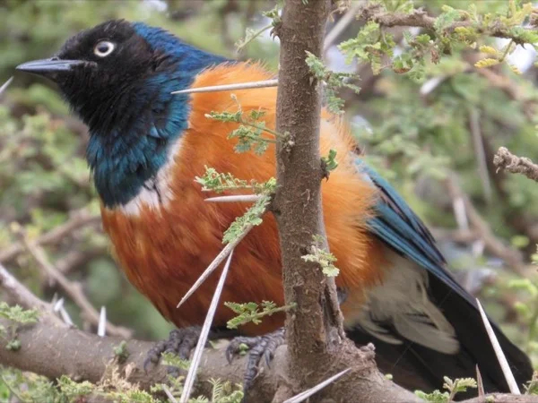 Arusha Park Private Day Tours