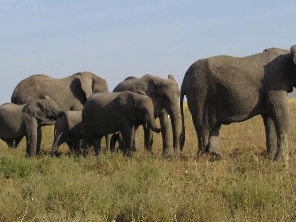 Serengeti, Ngorongoro and Tarangire luxury Safari