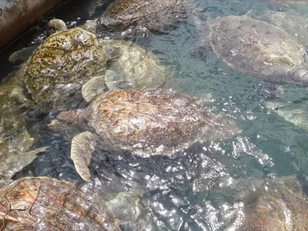 Scenic Island Tour