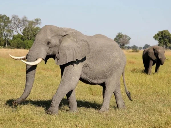 Chobe Full Day Safari