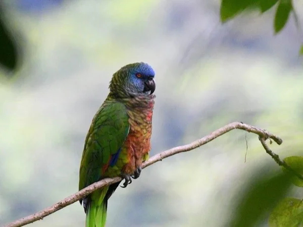 Saint Lucia Bird Watching Half day Tour