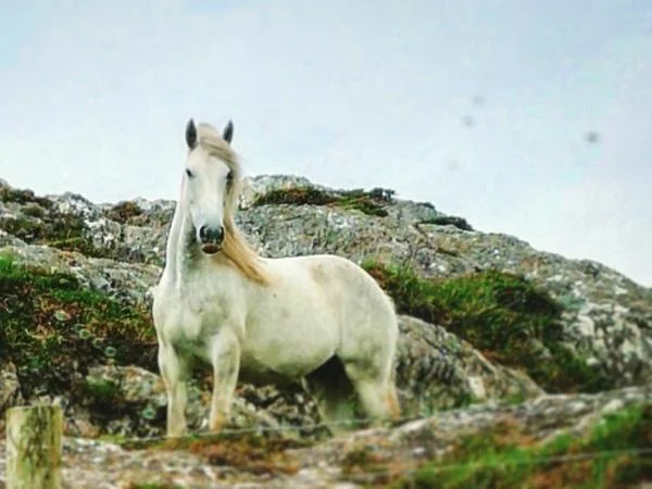 The Wild Atlantic Way, a full-day epic journey from Sligo
