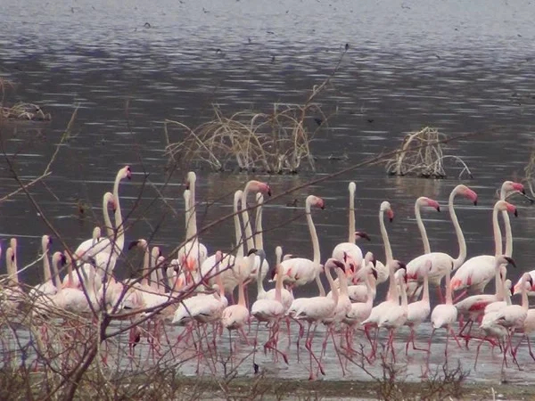 1 Day Lake Nakuru National Park Private Tour from Nairobi