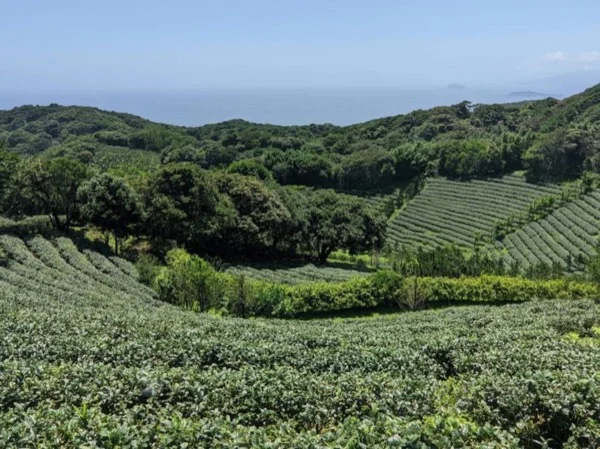 Day Tour--North Coast Tea culture and arts. (Not in Winter)