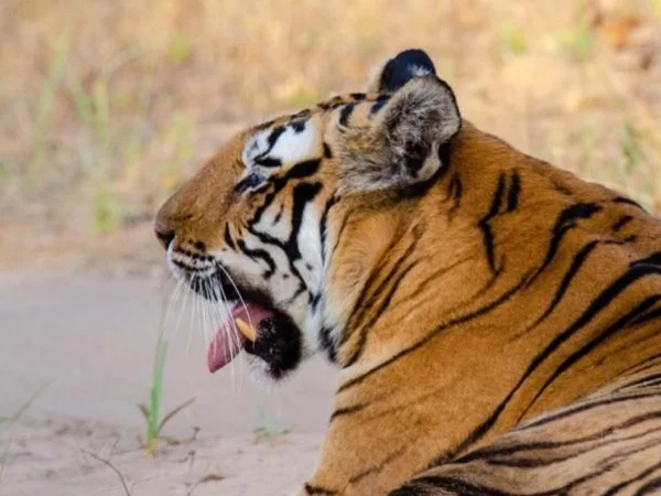 Experience the Magical Melghat Tiger Reserve, Tour from Indore