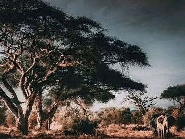 Best Wildlife Safaris Experience in Amboseli National Park-3days