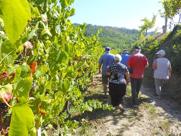 Into the World of Vinho Verde - Green Wine Tour From Porto