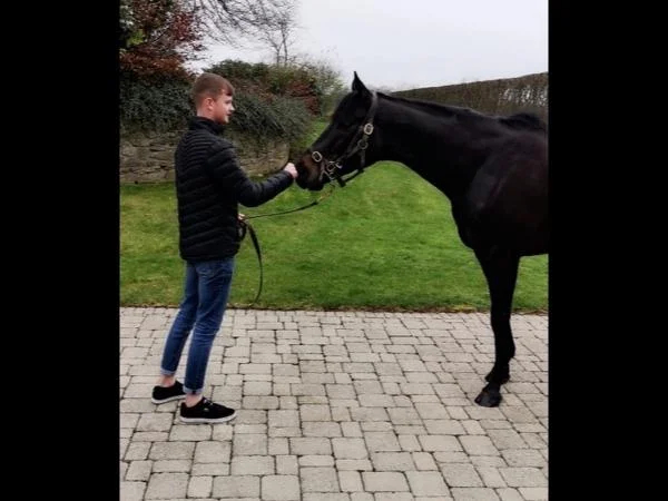 Kildare & Equine Private Tour