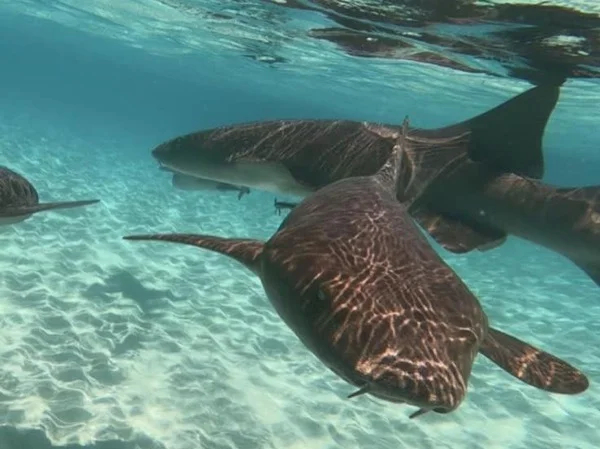 Nurse Sharks, Turtles, Mangroves & Snorkeling