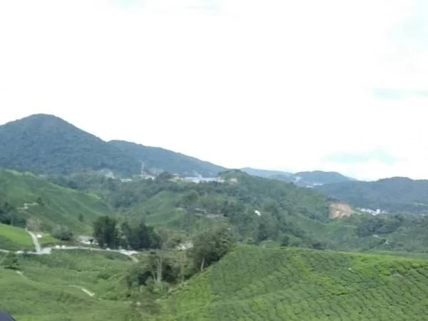 Cameron Highlands Hill Resort Full Day Tour from Kuala Lumpur.