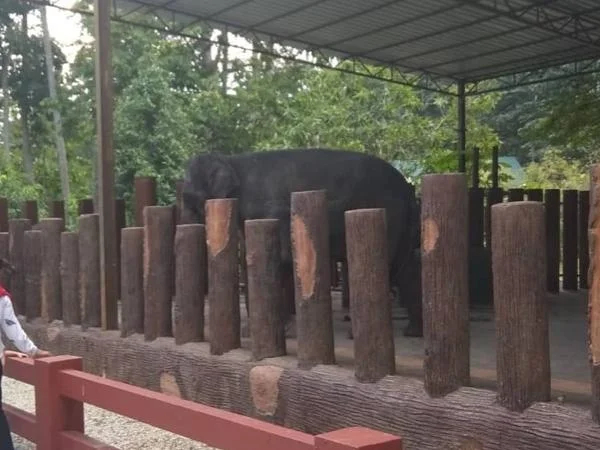 The Kuala Gandah Elephant Conservation Centre Full Day Tour.