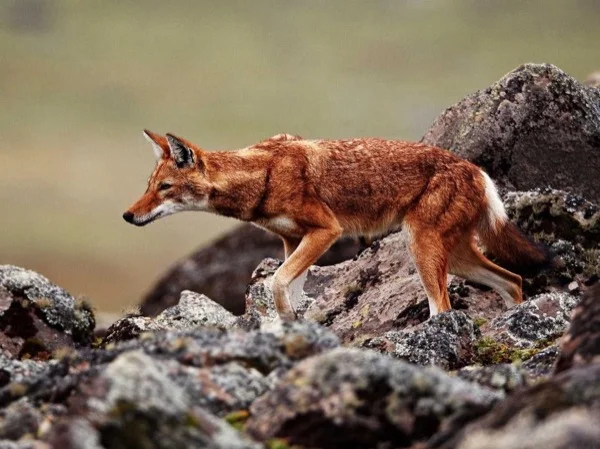 Highlights of Bale Mountains in 4 Days with your private guide