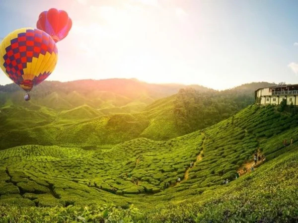 Cameron Highland :the wonders of malaysia