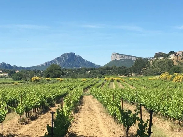 Private half-day wine tour 