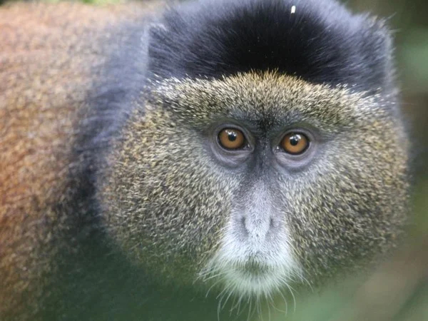 Mount Bisoke and Golden Monkeys Tours