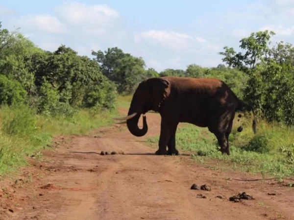 Exceptional Africa's Big Five and Big Six Safari (Gorillas!)