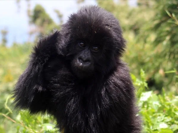 Gorilla trek in Uganda
