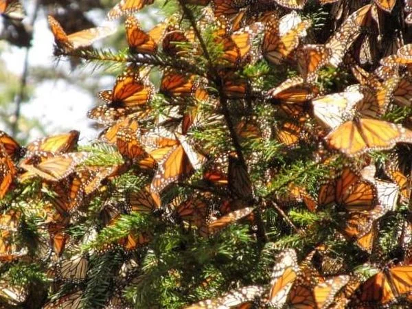 Monarch Butterfly One Day Tour