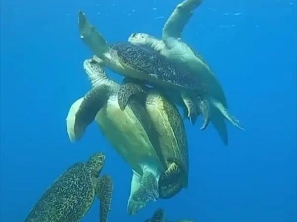 Malindi National Marine Park tour