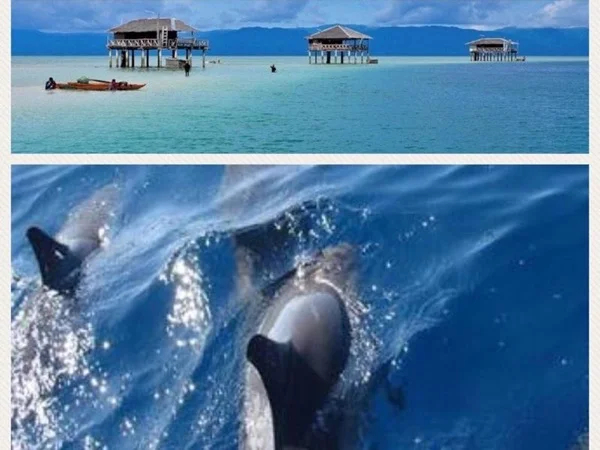 Bais Dolphin Watching and Manjuyod White Sandbar Tour