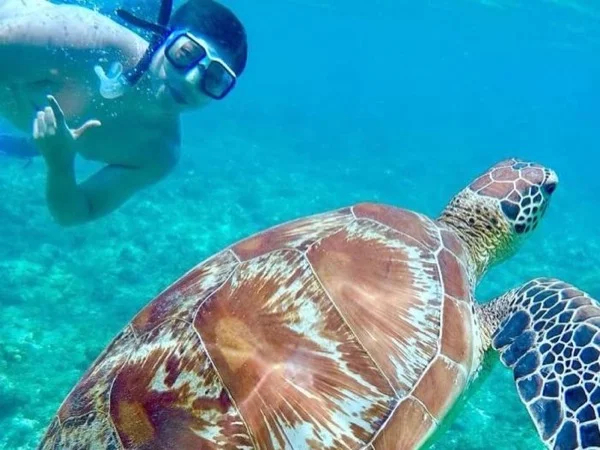 Apo Island Snorkeling Tour