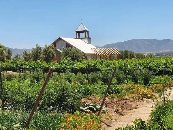 Valle de Guadalupe Wine Tasting Tour