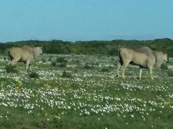 One day Safari Trip - Touwsrivier
