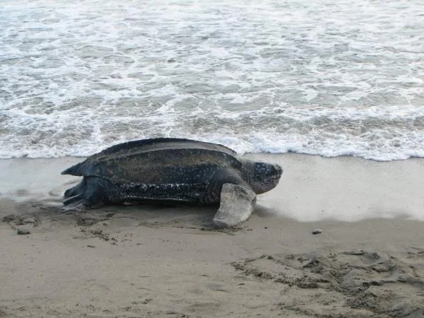 Turtle Watch Private Tour ( March through August)