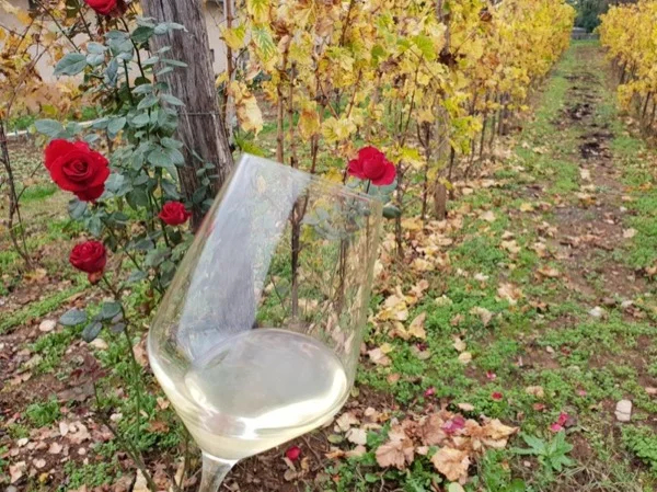Best Wine Tasting in Slovenian Tuscany