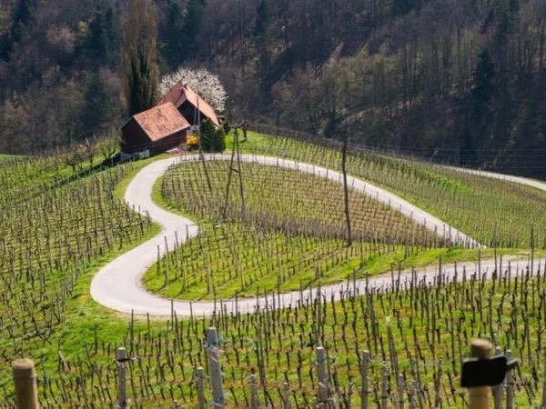 Best Wine and Food Tasting full day tour in Slovenian East