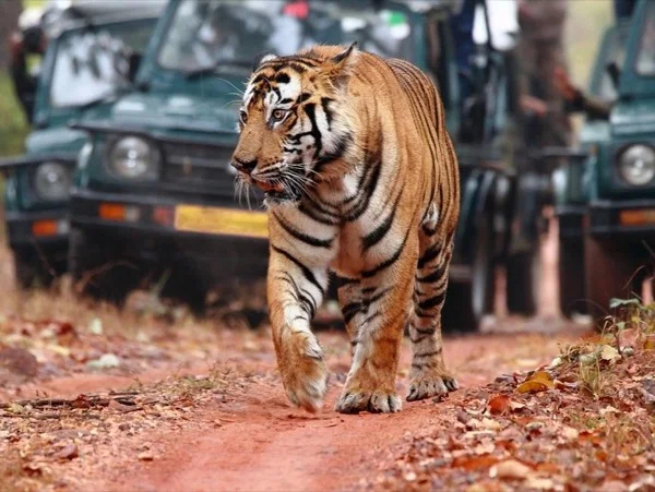 Golden Triangle With Jangle Safari (Ranthambore). Private tour